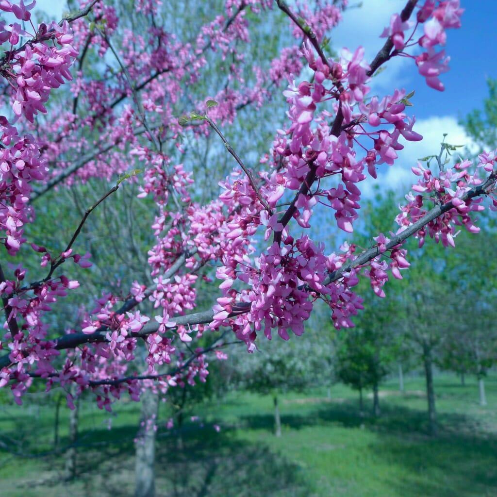 Cercis Canadensis Multi Stem - View 3 from www redcrocus com