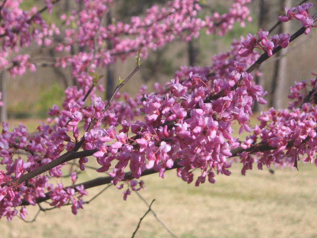 Cercis Canadensis Multi Stem - View 6 from www redcrocus com