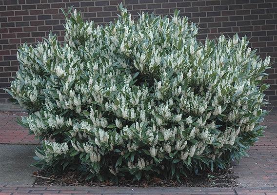 Prunus Laurocerasus 'otto Luyken' - View 10 from www redcrocus com