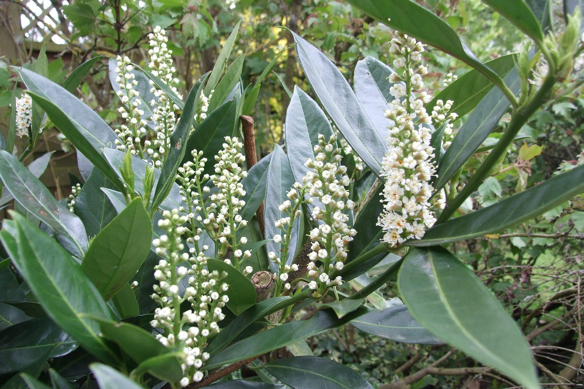 Prunus Laurocerasus 'otto Luyken' - View 12 from www redcrocus com