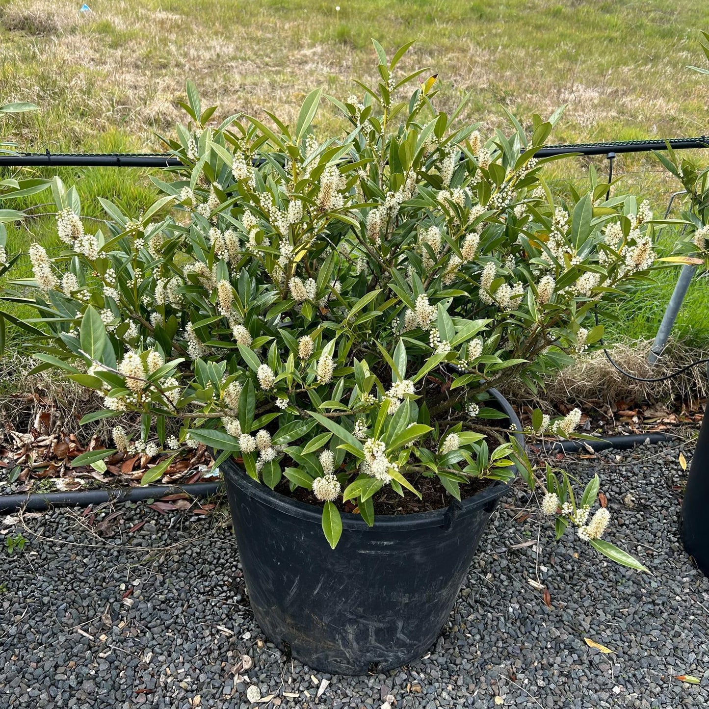 Prunus Laurocerasus 'otto Luyken' - View 13 from www redcrocus com