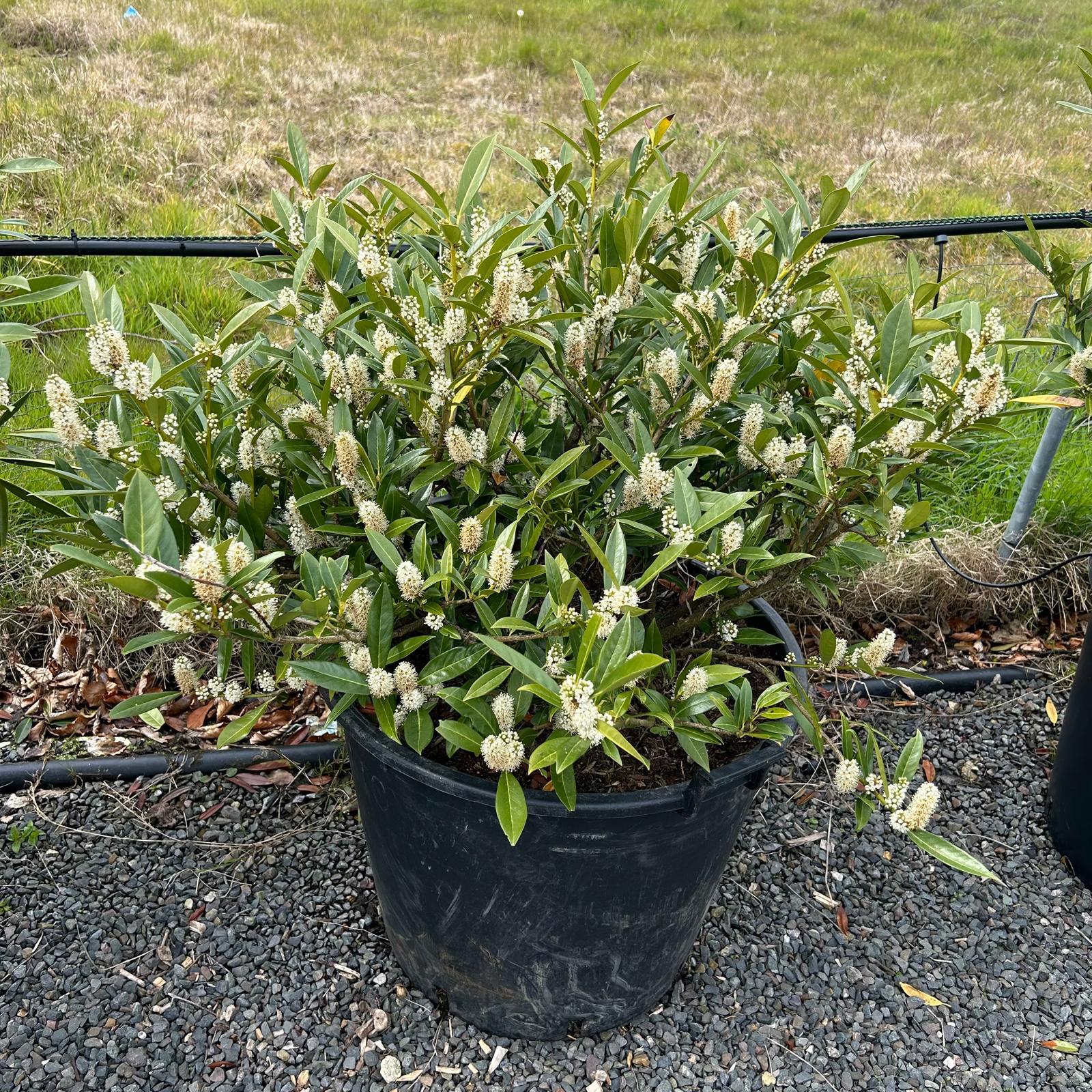 Prunus Laurocerasus 'otto Luyken' - View 13 from www redcrocus com