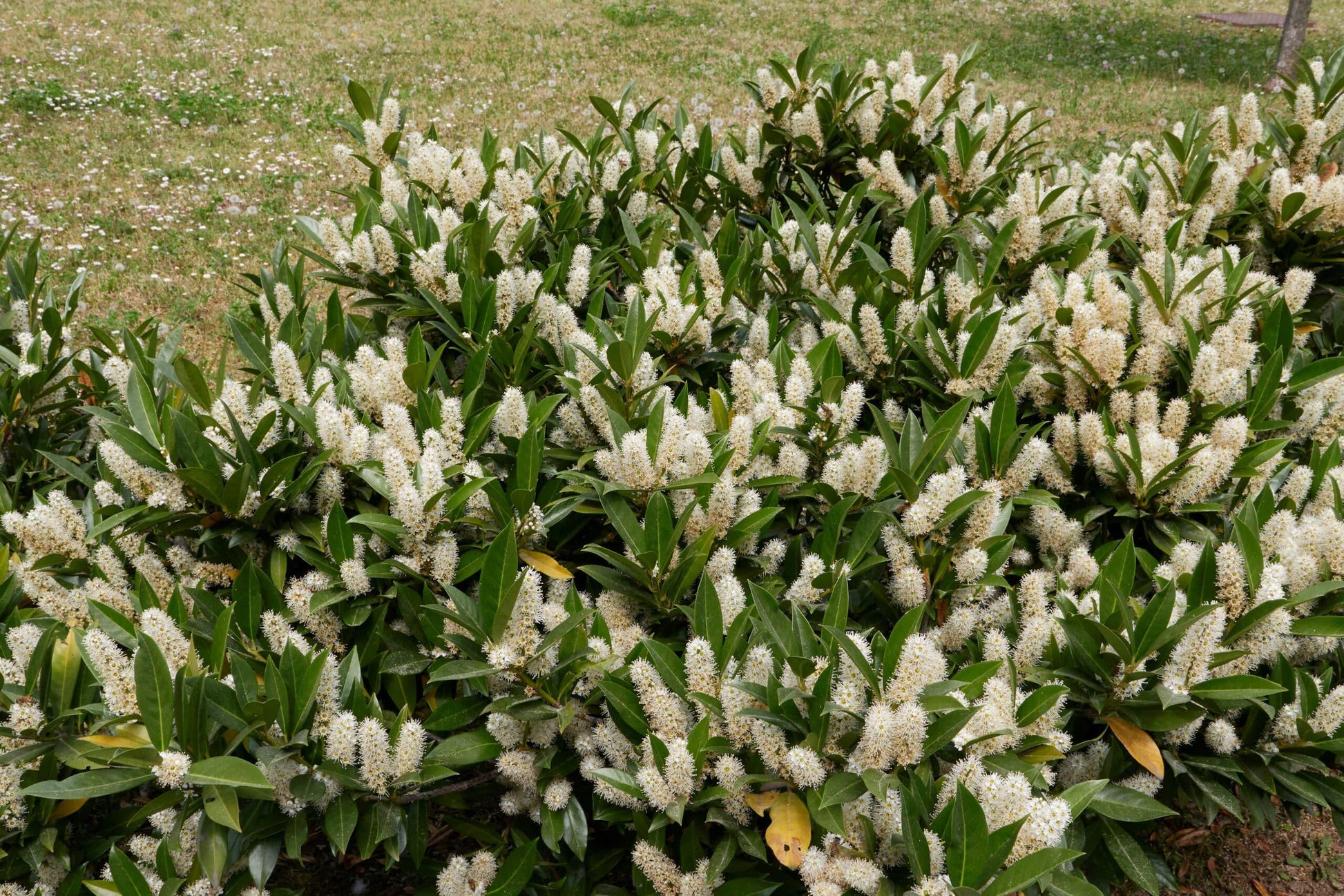 Prunus Laurocerasus 'otto Luyken' - View 18 from www redcrocus com