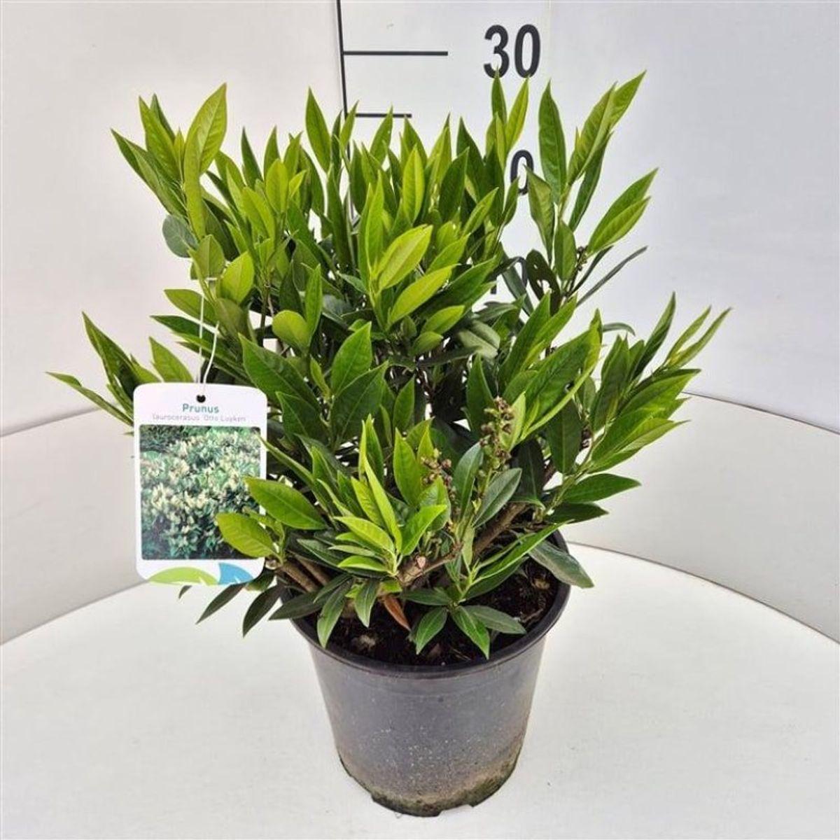 Prunus Laurocerasus 'otto Luyken' - View 19 from www redcrocus com