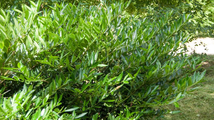 Prunus Laurocerasus 'otto Luyken' - View 20 from www redcrocus com