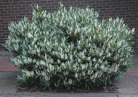 Prunus Laurocerasus 'otto Luyken' - View 21 from www redcrocus com
