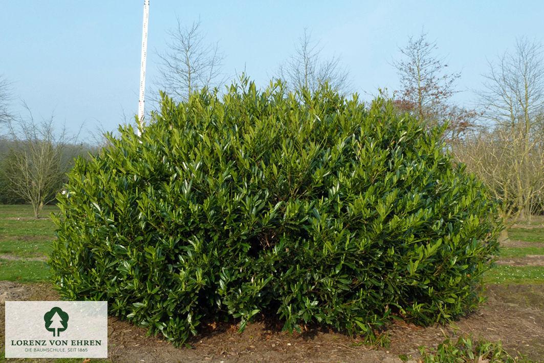 Prunus Laurocerasus 'otto Luyken' - View 23 from www redcrocus com
