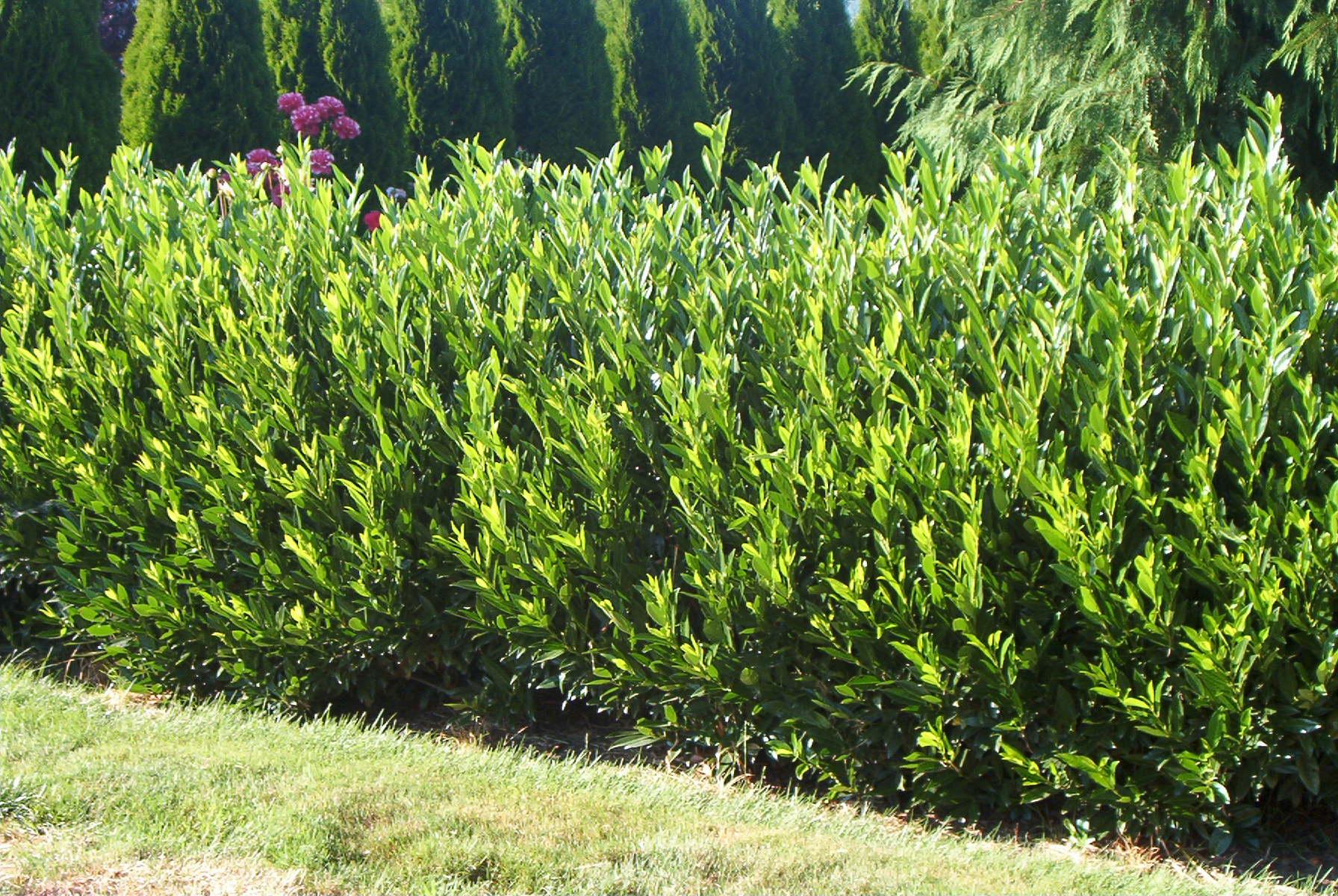 Prunus Laurocerasus 'otto Luyken' - View 26 from www redcrocus com