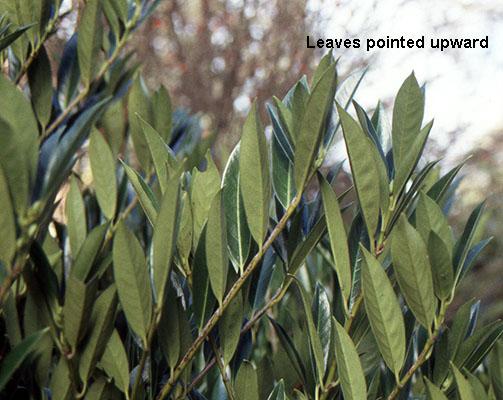 Prunus Laurocerasus 'otto Luyken' - View 28 from www redcrocus com