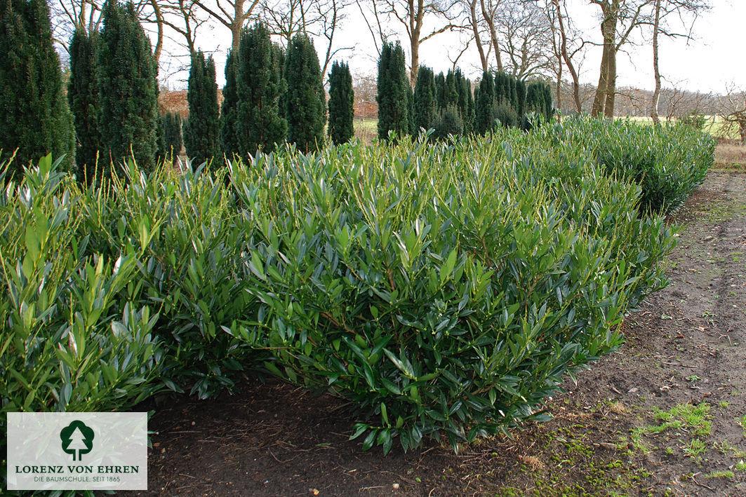 Prunus Laurocerasus 'otto Luyken' - View 29 from www redcrocus com