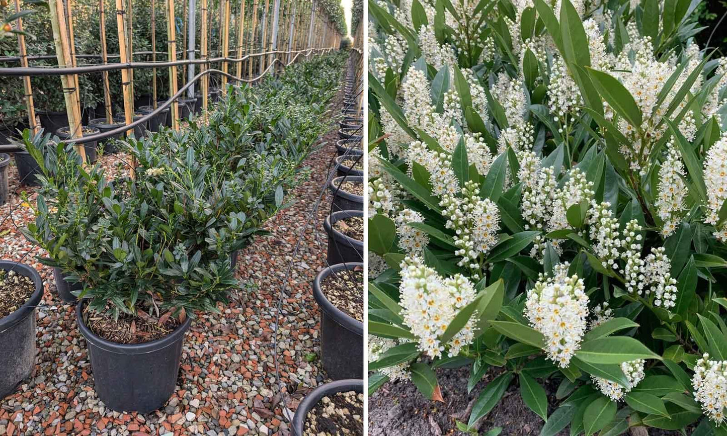 Prunus Laurocerasus 'otto Luyken' - View 31 from www redcrocus com