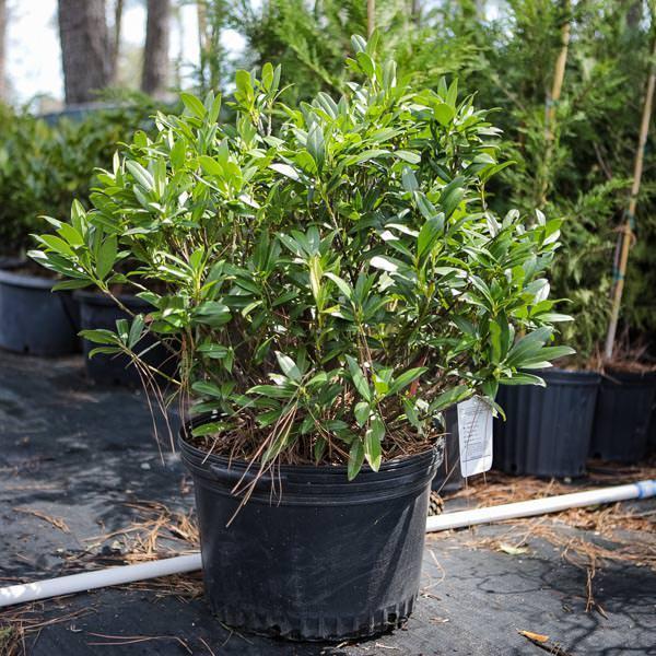 Prunus Laurocerasus 'otto Luyken' - View 32 from www redcrocus com
