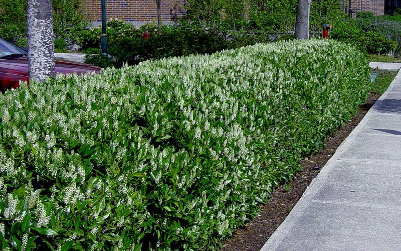 Prunus Laurocerasus 'otto Luyken' - View 33 from www redcrocus com