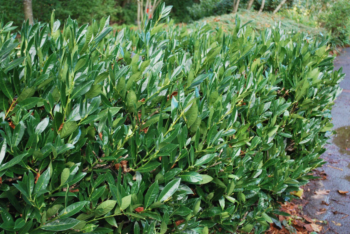 Prunus Laurocerasus 'otto Luyken' - View 37 from www redcrocus com
