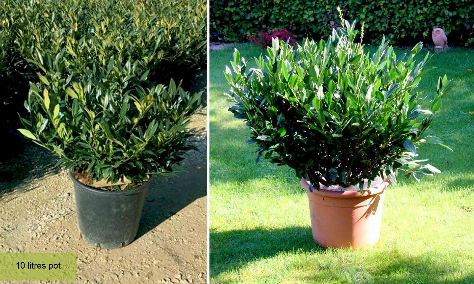 Prunus Laurocerasus 'otto Luyken' - View 4 from www redcrocus com