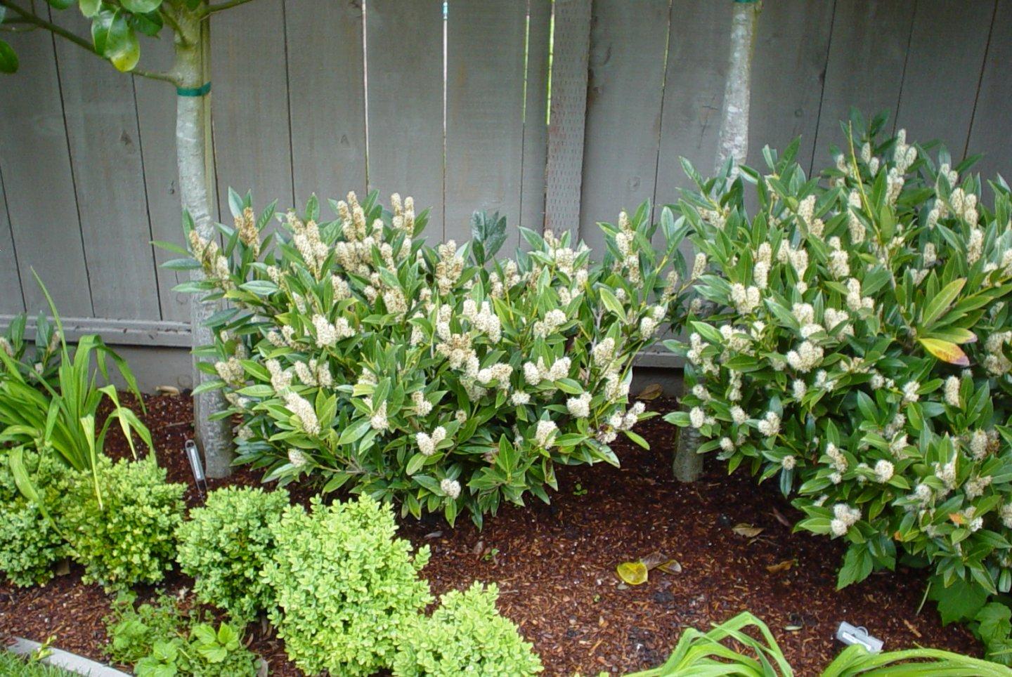 Prunus Laurocerasus 'otto Luyken' - View 5 from www redcrocus com