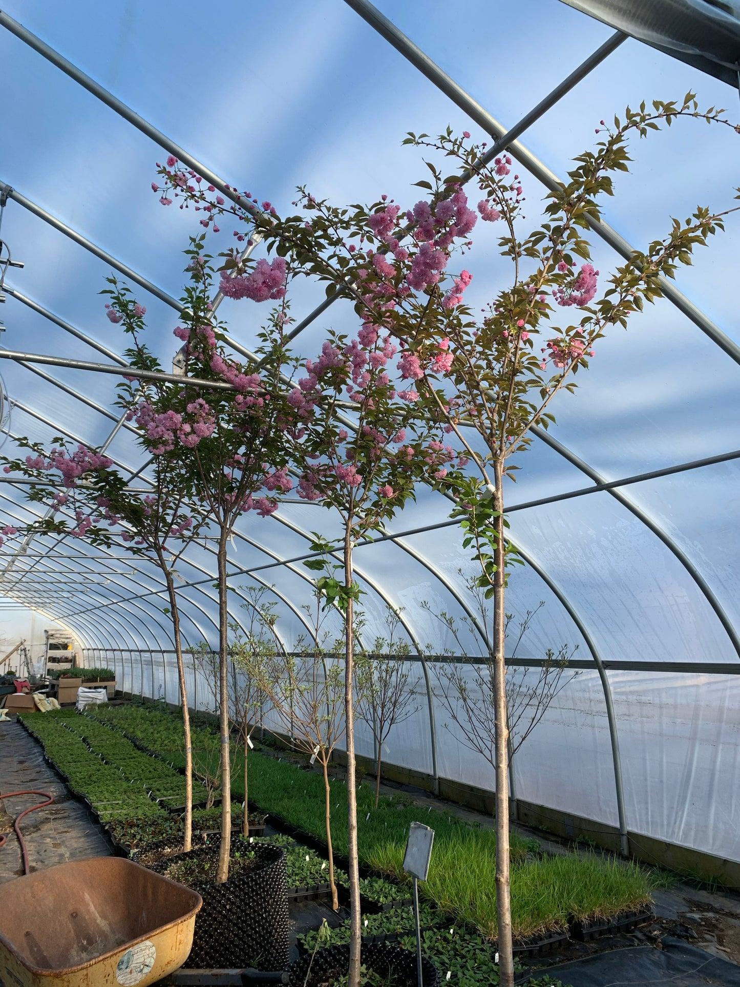 Prunus Serrulata Kwanzan Single Stem - View 10 from www redcrocus com