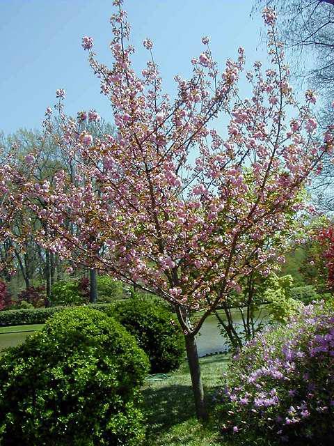 Prunus Serrulata Kwanzan Single Stem - View 13 from www redcrocus com