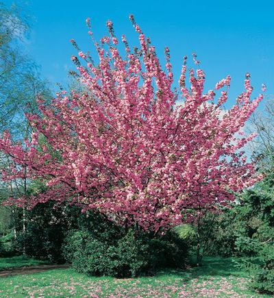 Prunus Serrulata Kwanzan Single Stem - View 15 from www redcrocus com