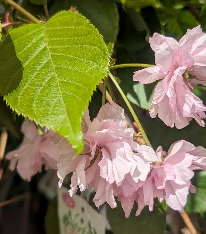 Prunus Serrulata Kwanzan Single Stem - View 17 from www redcrocus com