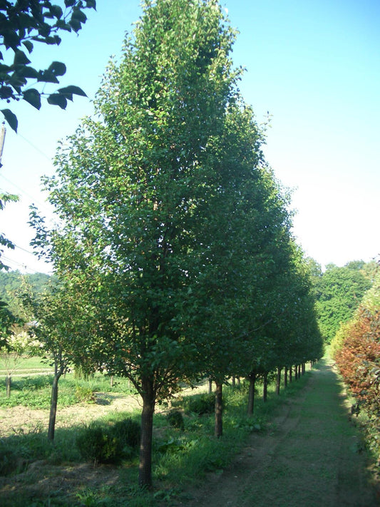 Pyrus Calleryana Cleveland Single Stem - View 1 from www redcrocus com