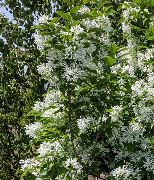 Chionanthus Retusus Tokyo Tower Single Stem - View 1 from www redcrocus com
