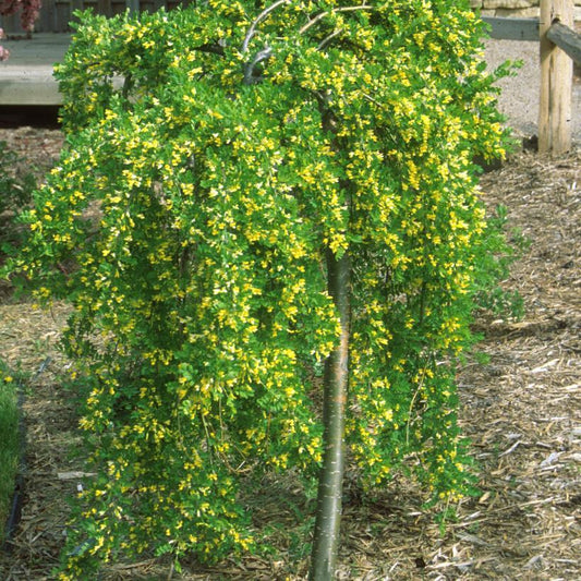 Caragana Arborescens Pendula Single Stem - View 1 from www redcrocus com
