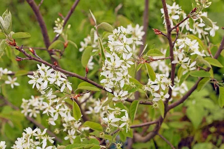 Amelanchier Canadensis Multi - View 11 from www redcrocus com