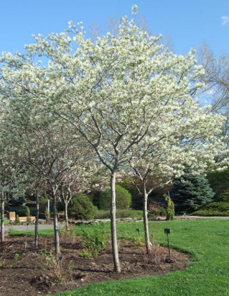 Amelanchier Canadensis Multi - View 2 from www redcrocus com