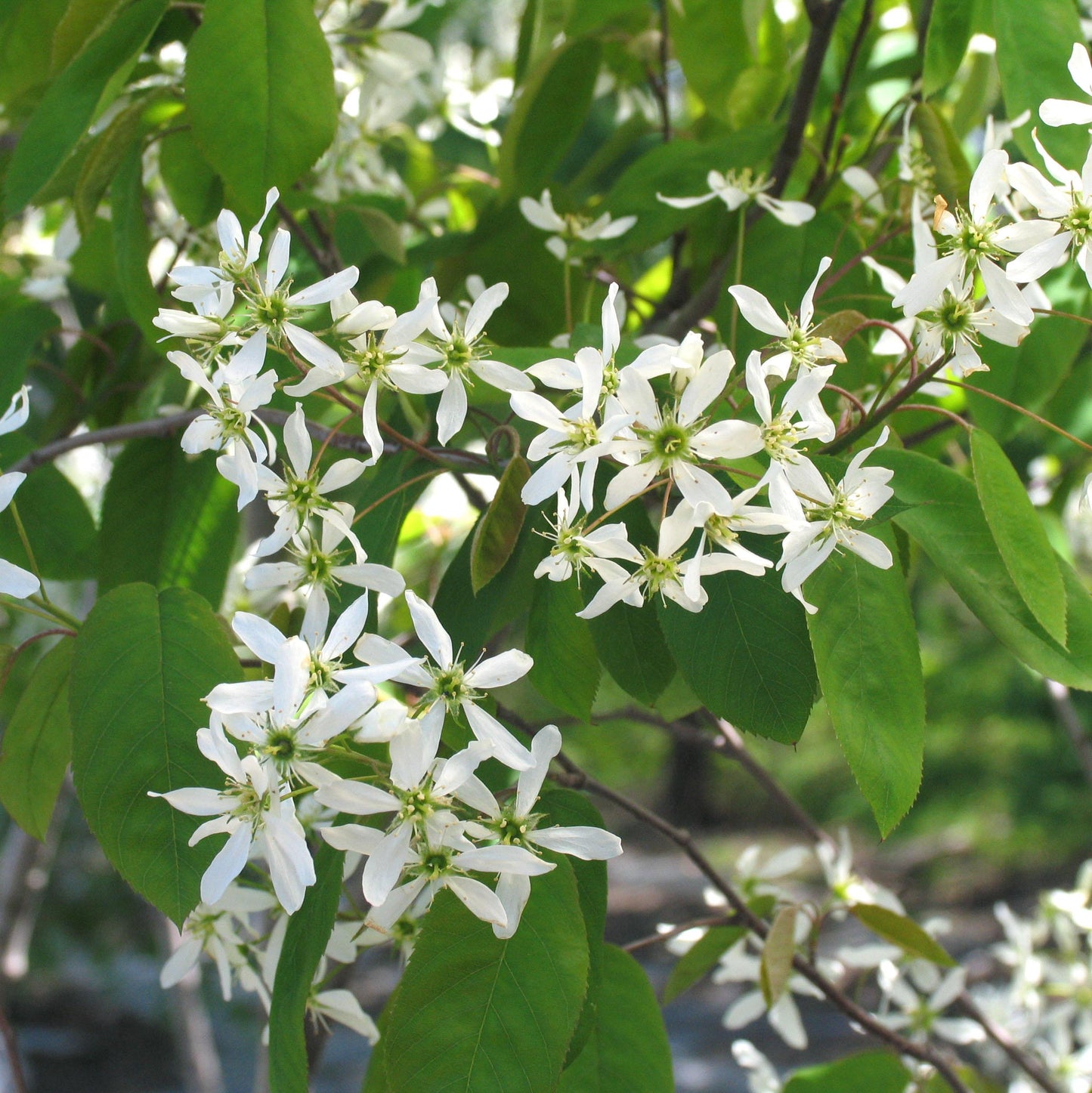 Amelanchier Canadensis Multi - View 4 from www redcrocus com