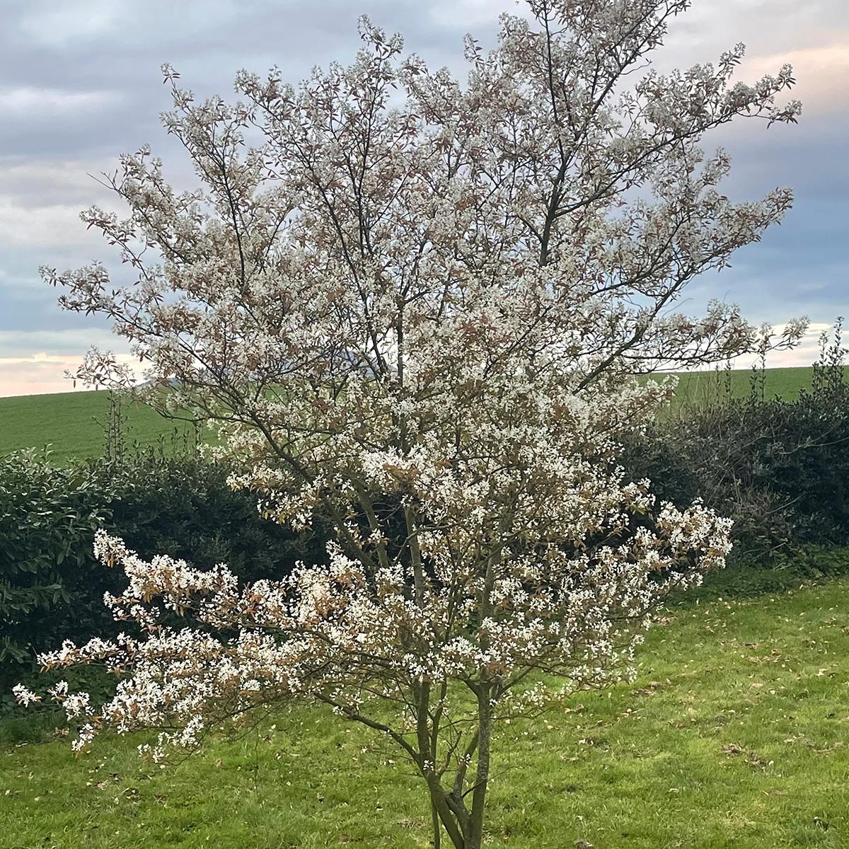 Amelanchier Canadensis Multi - View 5 from www redcrocus com