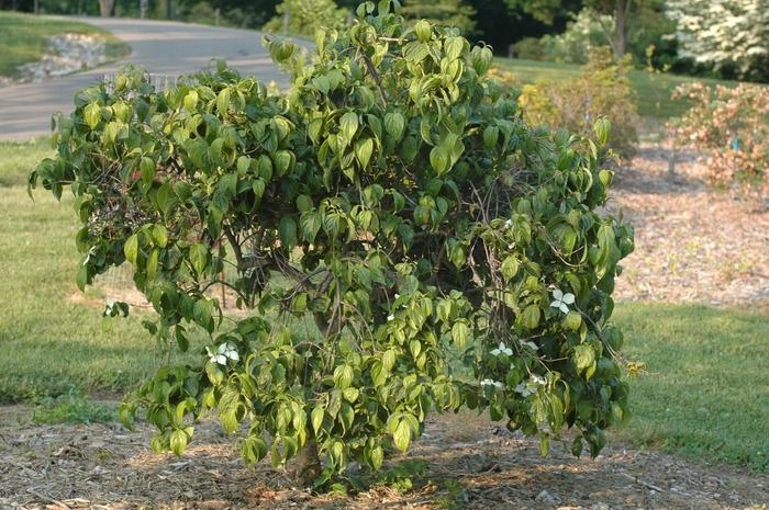 Cornus Kousa Elizabeth Lustgarten Single Stem - View 11 from www redcrocus com