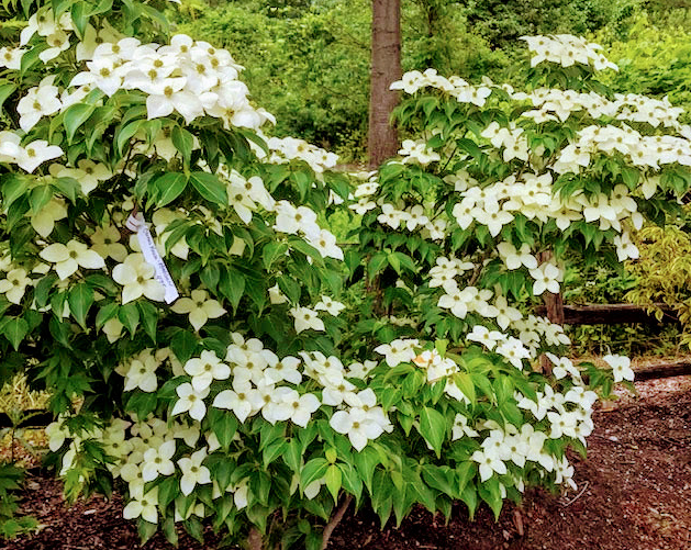 Cornus Kousa Elizabeth Lustgarten Single Stem - View 12 from www redcrocus com