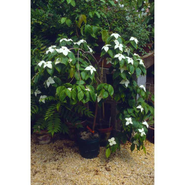 Cornus Kousa Elizabeth Lustgarten Single Stem - View 13 from www redcrocus com