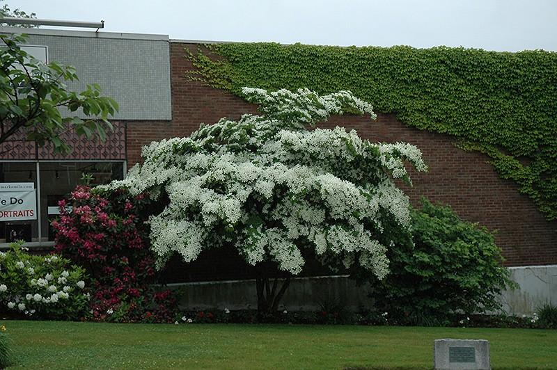 Cornus Kousa Elizabeth Lustgarten Single Stem - View 14 from www redcrocus com