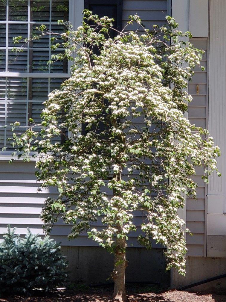 Cornus Kousa Elizabeth Lustgarten Single Stem - View 15 from www redcrocus com