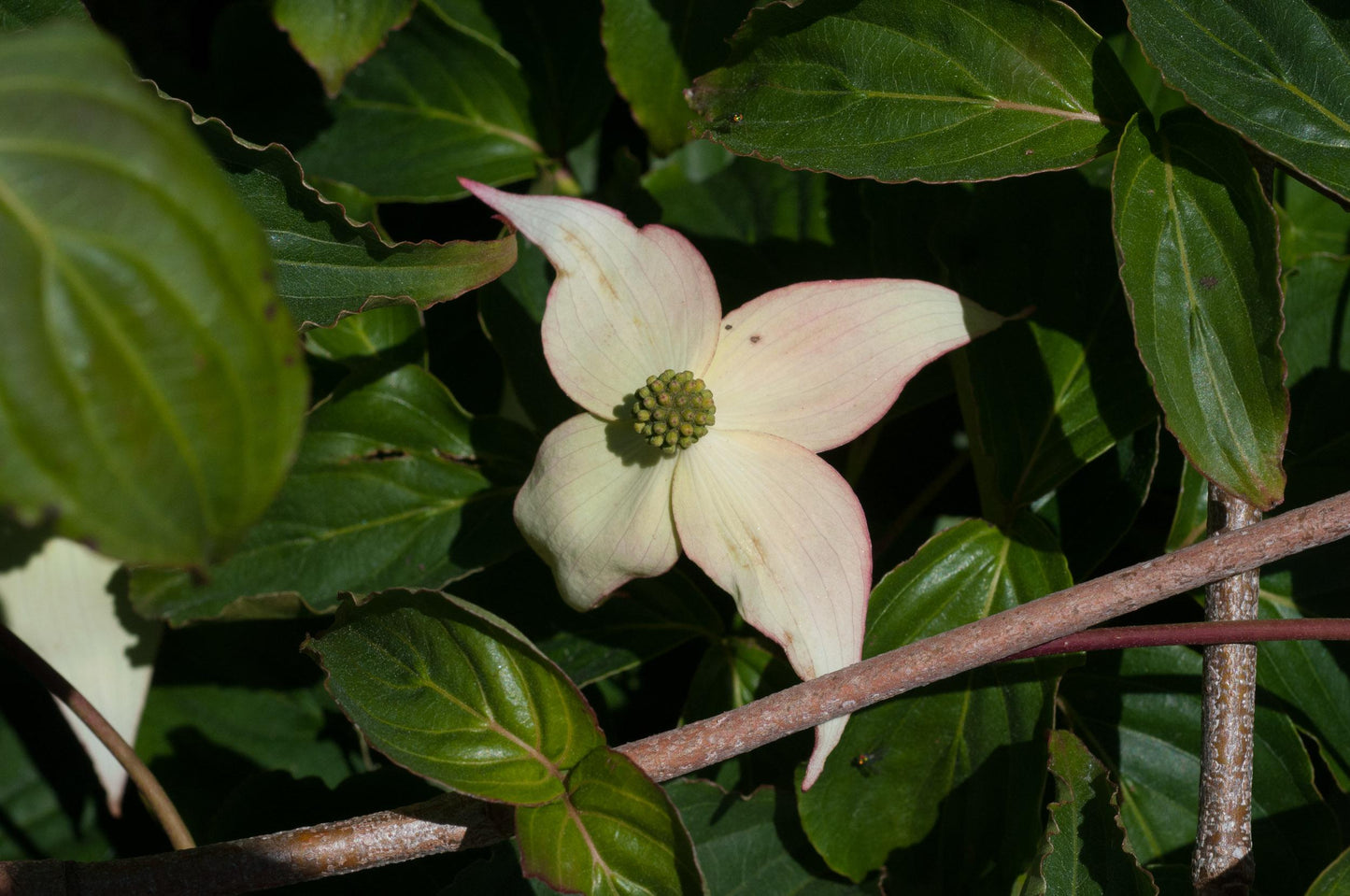 Cornus Kousa Elizabeth Lustgarten Single Stem - View 16 from www redcrocus com