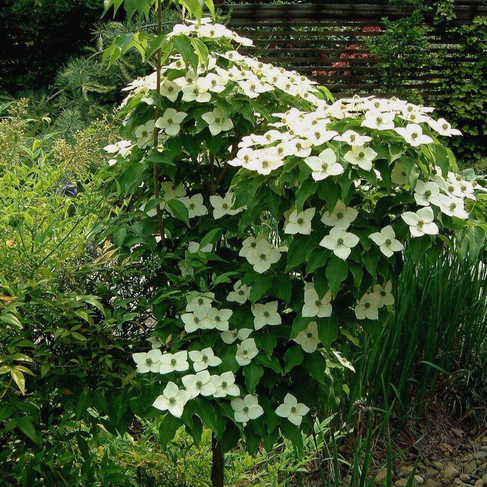 Cornus Kousa Elizabeth Lustgarten Single Stem - View 17 from www redcrocus com
