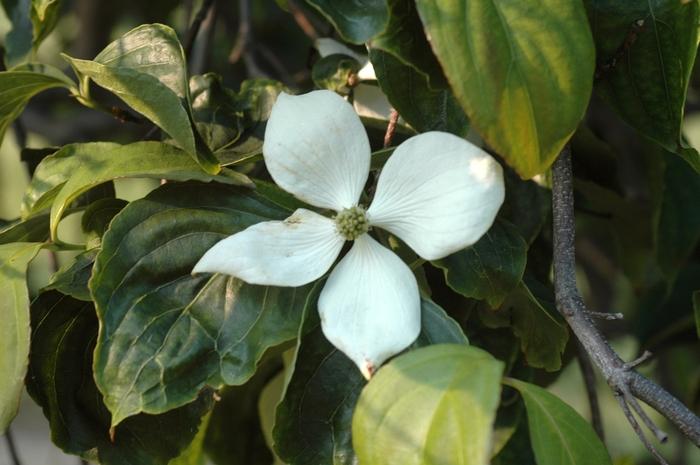 Cornus Kousa Elizabeth Lustgarten Single Stem - View 18 from www redcrocus com