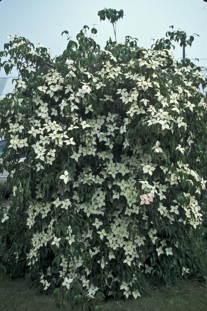 Cornus Kousa Elizabeth Lustgarten Single Stem - View 1 from www redcrocus com