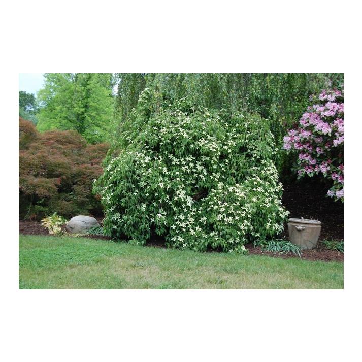 Cornus Kousa Elizabeth Lustgarten Single Stem - View 2 from www redcrocus com