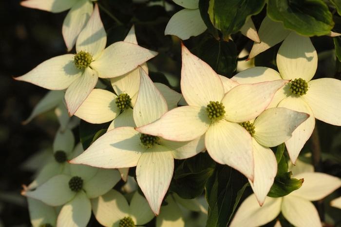 Cornus Kousa Elizabeth Lustgarten Single Stem - View 4 from www redcrocus com