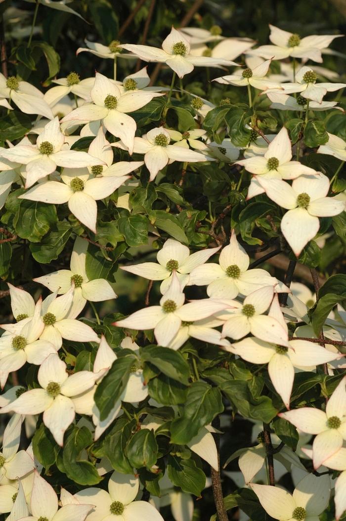 Cornus Kousa Elizabeth Lustgarten Single Stem - View 5 from www redcrocus com