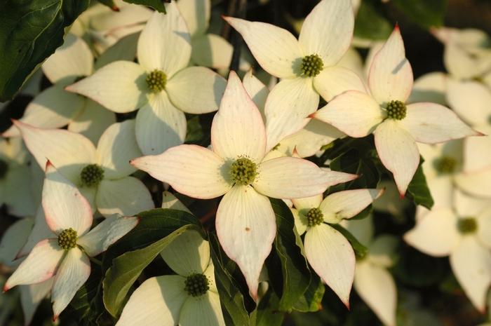 Cornus Kousa Elizabeth Lustgarten Single Stem - View 6 from www redcrocus com
