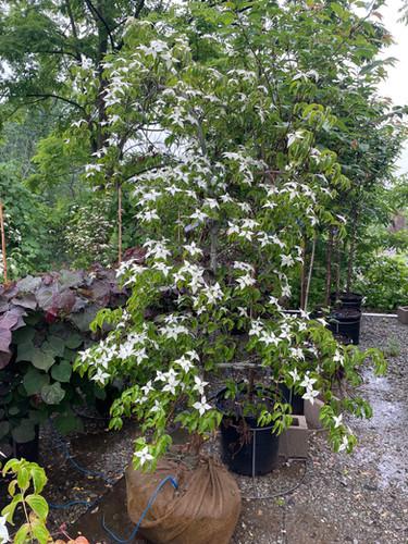 Cornus Kousa Elizabeth Lustgarten Single Stem - View 7 from www redcrocus com