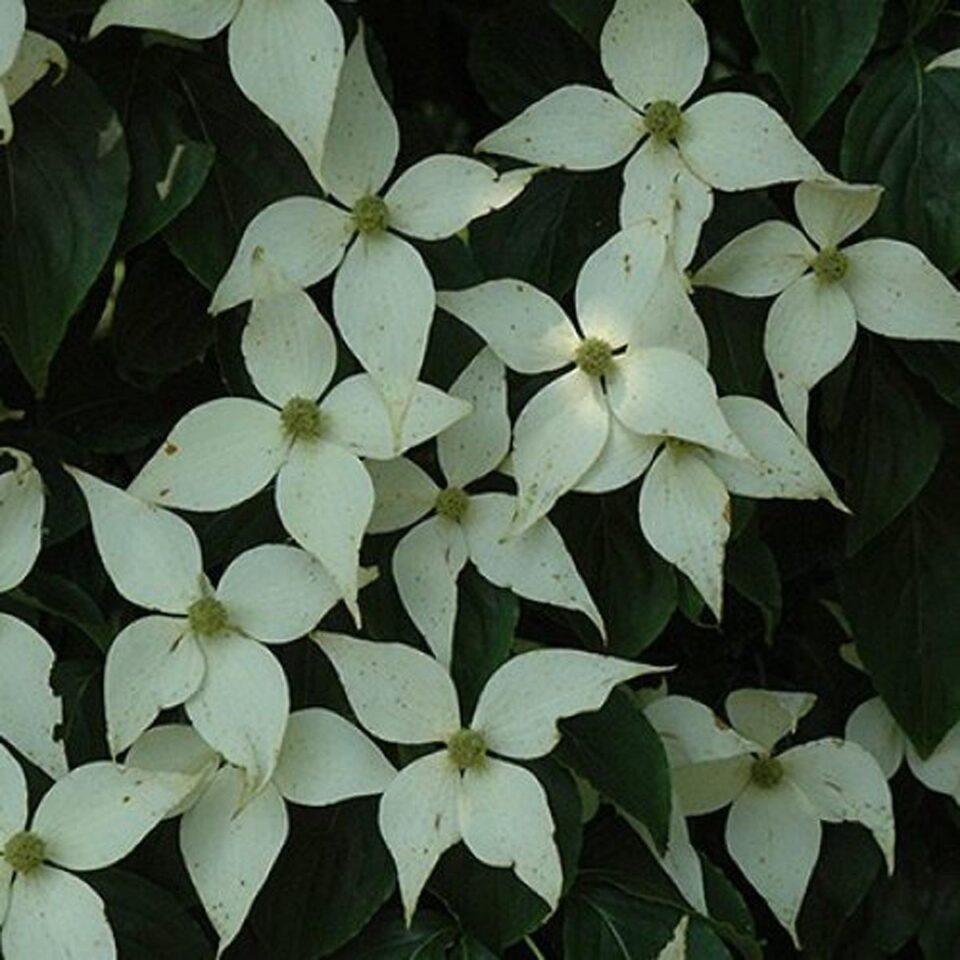 Cornus Kousa Elizabeth Lustgarten Single Stem - View 8 from www redcrocus com