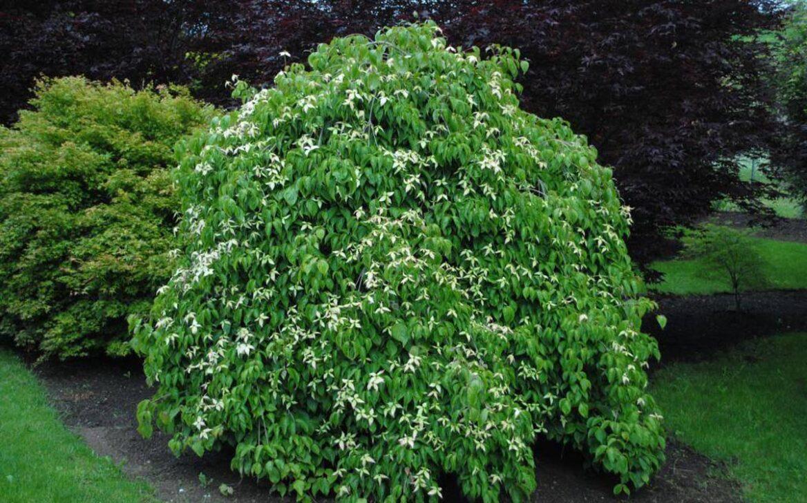 Cornus Kousa Elizabeth Lustgarten Single Stem - View 9 from www redcrocus com