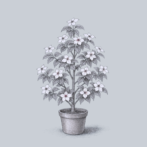 Cornus Kousa 'elizabeth Lustgarten' Single Stem - View 10 from www redcrocus com