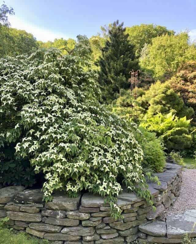 Cornus Kousa 'elizabeth Lustgarten' Single Stem - View 11 from www redcrocus com