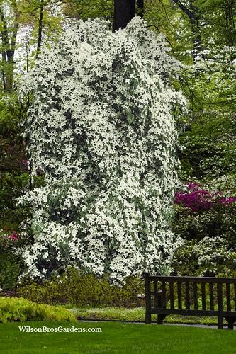 Cornus Kousa 'elizabeth Lustgarten' Single Stem - View 13 from www redcrocus com